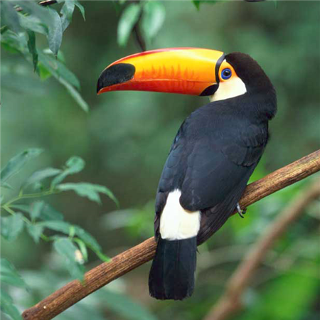Tocotucan 